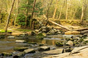 State Park Stream